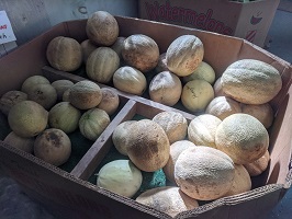 melons in a cardboard bin